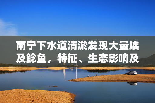 南宁下水道清淤发现大量埃及鲶鱼，特征、生态影响及市民关注焦点